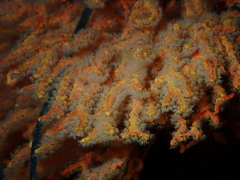 Melithaea zimmeri