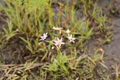 Nerine gracilis