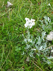 Achillea clavennae