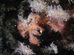 Achaeus japonicus