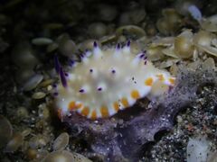 Mexichromis multituberculata