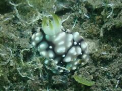 Goniobranchus geometricus