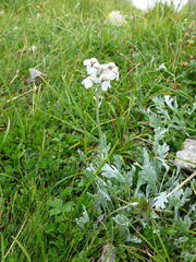Achillea clavennae