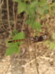 Brachydiplax