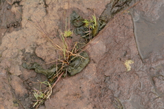 Nostoc commune