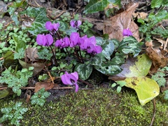 Cyclamen coum