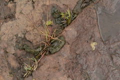 Nostoc commune