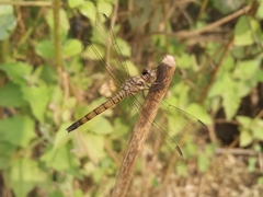 Brachydiplax