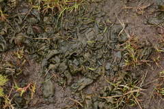 Nostoc commune