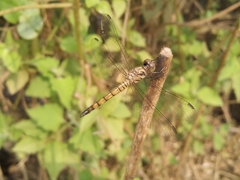 Brachydiplax