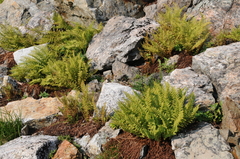 Athyrium americanum