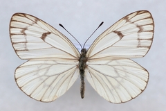 Aporia leucodice