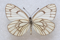 Aporia leucodice