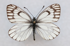 Aporia leucodice