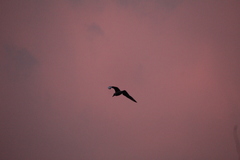 Chroicocephalus ridibundus