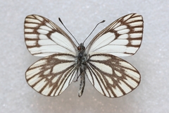 Aporia leucodice