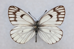 Aporia leucodice