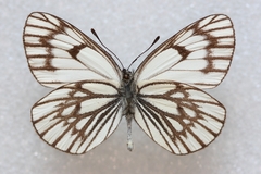 Aporia leucodice