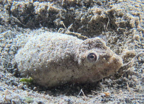 Crocodile snake eel (Brachysomophis crocodilinus) — Ophichthidae — 5