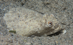 Brachysomophis crocodilinus