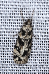 Eudonia aphrodes