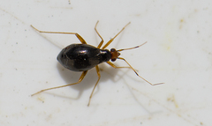 Orthonotus rufifrons
