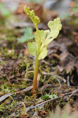 Botrychium pinnatum