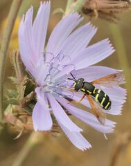 Chrysotoxum festivum