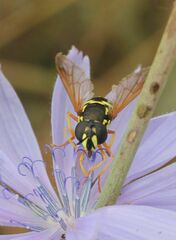 Chrysotoxum festivum