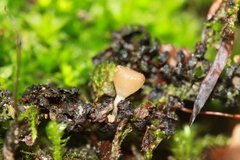 Ciboria amentacea