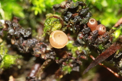 Ciboria amentacea