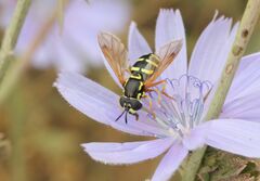 Chrysotoxum festivum