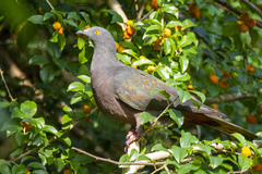 Ducula whartoni