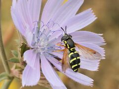 Chrysotoxum festivum