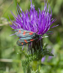 Zygaena filipendulae