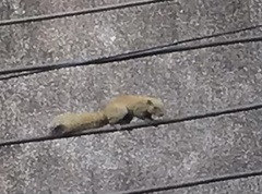 Callosciurus caniceps