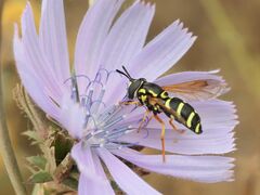 Chrysotoxum festivum