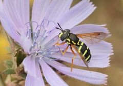 Chrysotoxum festivum