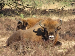 Bison bonasus