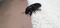 Aulacocyclus kaupii