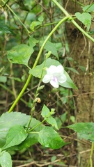 Isoglossa woodii