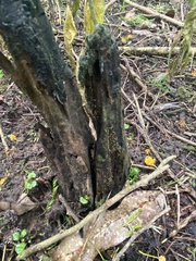 Nectria pseudotrichia