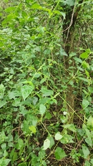 Isoglossa woodii