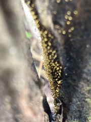 Nectria pseudotrichia