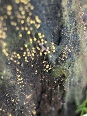 Nectria pseudotrichia