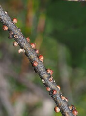 Eriococcus coriaceus