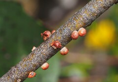 Eriococcus coriaceus