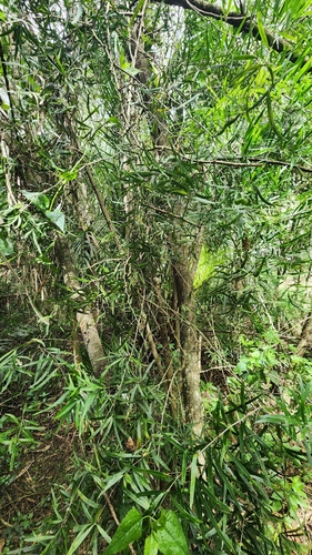 Asparagus falcatus (Asparagus falcatus)
