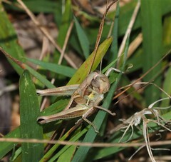 Praxibulus tectatus