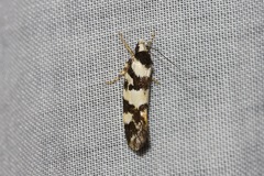 Machetis aphrobola